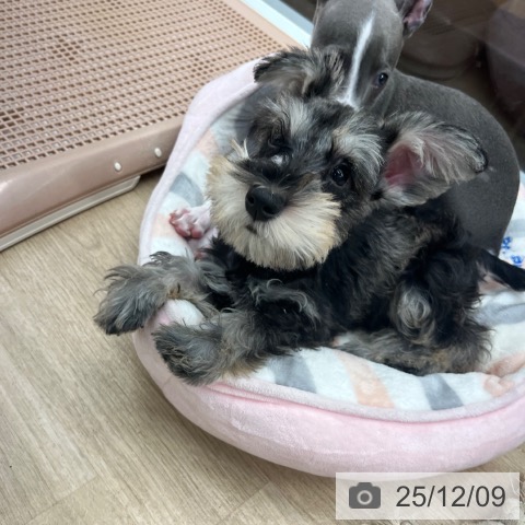 大阪府のミニチュアシュナウザー (ペットプラス りんくう泉南店/2025年9月10日生まれ/男の子/ソルトペッパー)の子犬の4枚目の画像