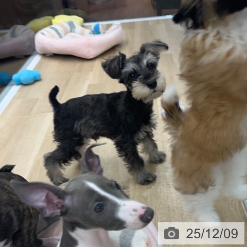 大阪府のミニチュアシュナウザー (ペットプラス りんくう泉南店/2025年9月10日生まれ/男の子/ソルトペッパー)の子犬の3枚目の画像