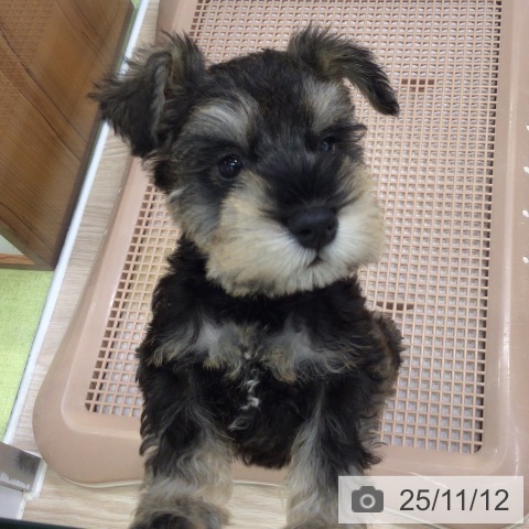 ミニチュア・シュナウザーの写真