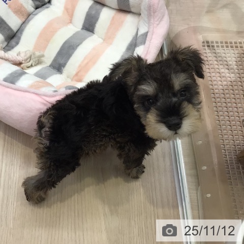 ミニチュア・シュナウザーの写真