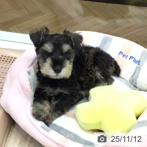 ミニチュア・シュナウザーの写真