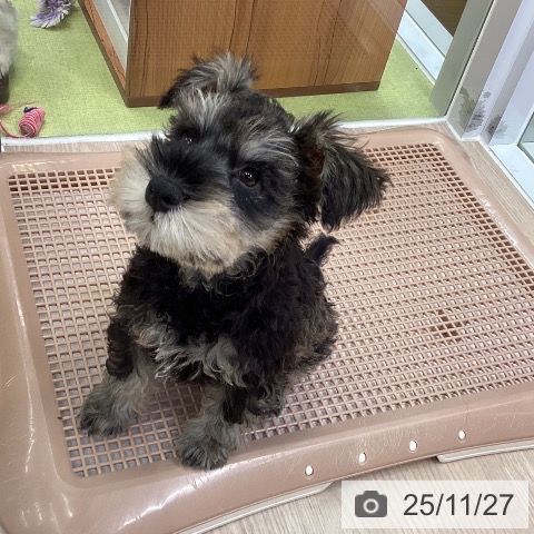 大阪府のミニチュアシュナウザー (ペットプラス ららぽーと和泉店/2025年9月10日生まれ/男の子/ソルトペッパー)の子犬の4枚目の画像