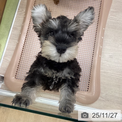 大阪府のミニチュアシュナウザー (ペットプラス ららぽーと和泉店/2025年9月10日生まれ/男の子/ソルトペッパー)の子犬の3枚目の画像