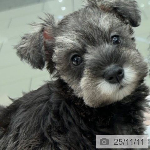 ミニチュア・シュナウザーの写真