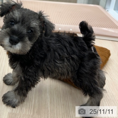 ミニチュア・シュナウザーの写真