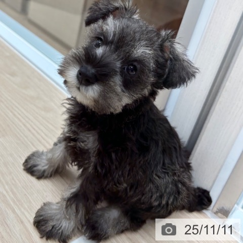 ミニチュア・シュナウザーの写真