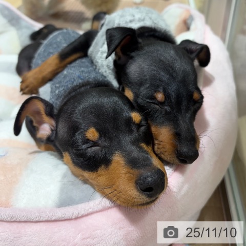 ミニチュア・ピンシャーの写真