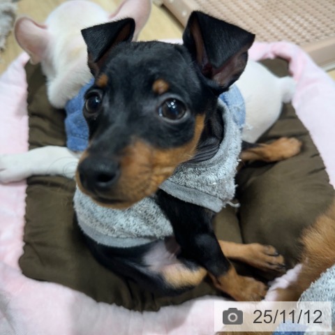 ミニチュア・ピンシャーの写真