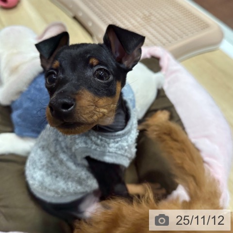 ミニチュア・ピンシャーの写真