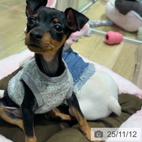 ミニチュア・ピンシャーの写真