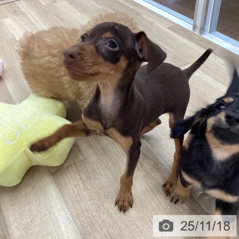 和歌山県のミニチュアピンシャー (ペットプラス 和歌山店/2025年9月3日生まれ/男の子/チョコレートタン)の子犬の4枚目の画像