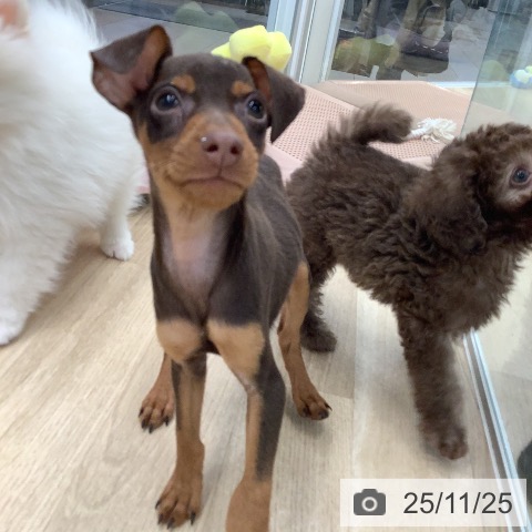 和歌山県のミニチュアピンシャー (ペットプラス 和歌山店/2025年9月3日生まれ/男の子/チョコレートタン)の子犬の3枚目の画像