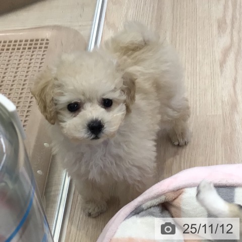 トイ・プードルの写真