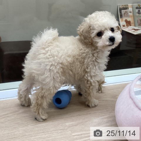 トイ・プードルの写真