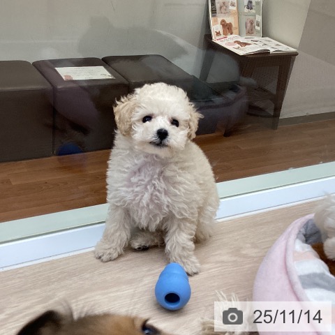 トイ・プードルの写真