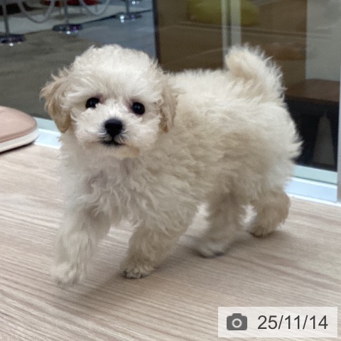 トイ・プードルの写真