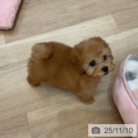 トイ・プードルの写真