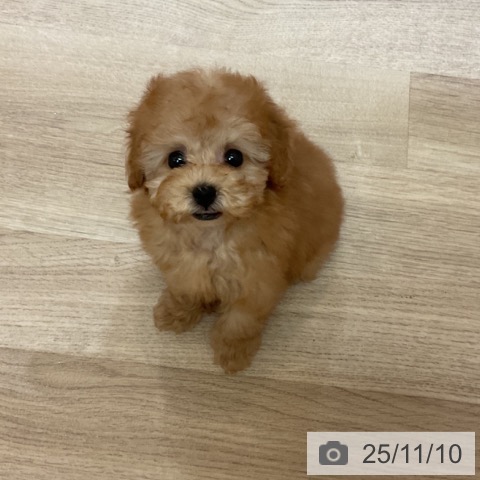 トイ・プードルの写真