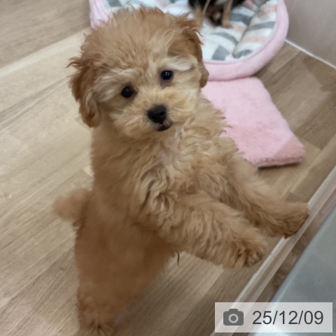 大阪府のトイプードル(トイ) (ペットプラス 大阪ドームシティ店/2025年9月9日生まれ/男の子/オレンジフォーン)の子犬の4枚目の画像