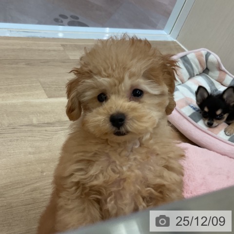 大阪府のトイプードル(トイ) (ペットプラス 大阪ドームシティ店/2025年9月9日生まれ/男の子/オレンジフォーン)の子犬の3枚目の画像