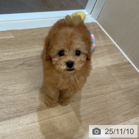 トイ・プードルの写真