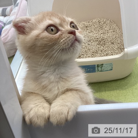 大阪府のスコティッシュフォールド (ペットプラス 大阪ドームシティ店/2025年9月7日生まれ/男の子/クリームタビー)の子猫の4枚目の画像