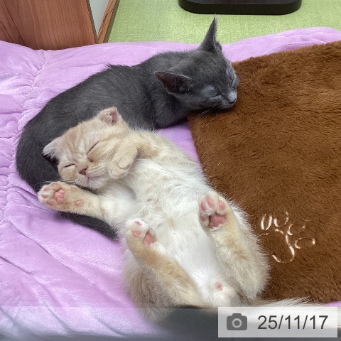 大阪府のスコティッシュフォールド (ペットプラス 大阪ドームシティ店/2025年9月7日生まれ/男の子/クリームタビー)の子猫の3枚目の画像