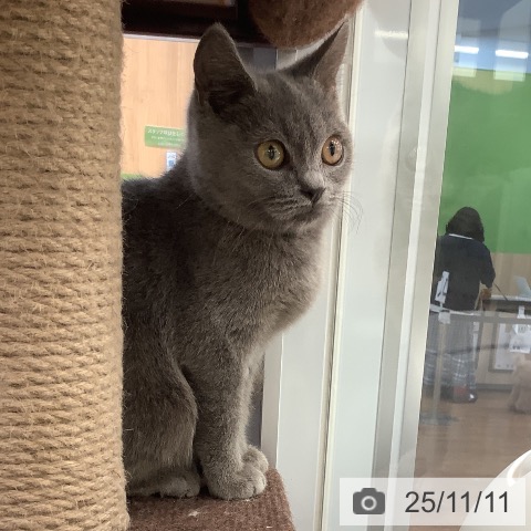 ブリティッシュショートヘアの写真