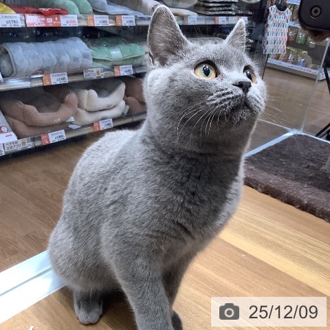 大阪府のブリティッシュショートヘアー (ペットプラス りんくう泉南店/2025年8月29日生まれ/男の子/ブルー)の子猫の4枚目の画像