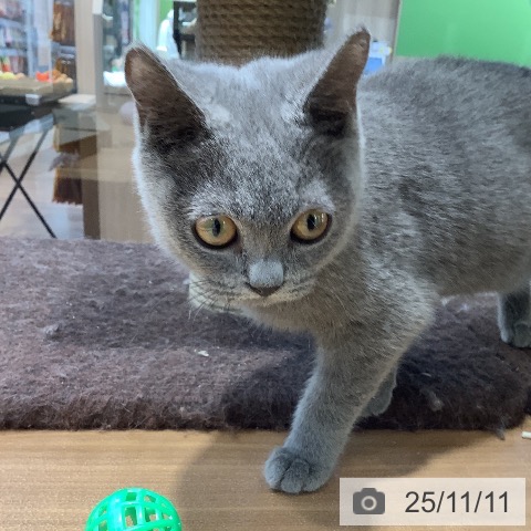 ブリティッシュショートヘアの写真