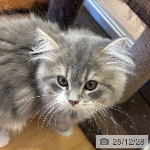 和歌山県のスコティッシュフォールド (ペットプラス 和歌山店/2025年9月6日生まれ/男の子/ブルータビーホワイト)の子猫の4枚目の画像