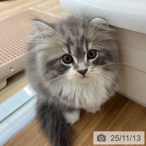 スコティッシュフォールドの写真