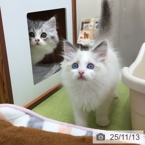 スコティッシュフォールドの写真