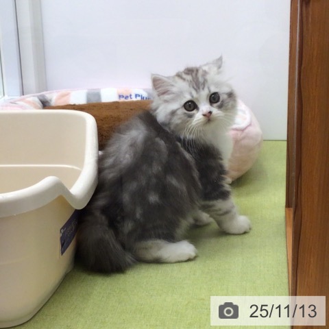 スコティッシュフォールドの写真