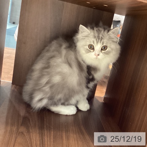 大阪府のスコティッシュフォールド (ペットプラス 四條畷店/2025年9月6日生まれ/男の子/シルバータビーホワイト)の子猫の4枚目の画像