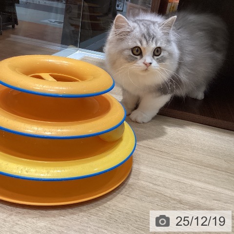 大阪府のスコティッシュフォールド (ペットプラス 四條畷店/2025年9月6日生まれ/男の子/シルバータビーホワイト)の子猫の3枚目の画像