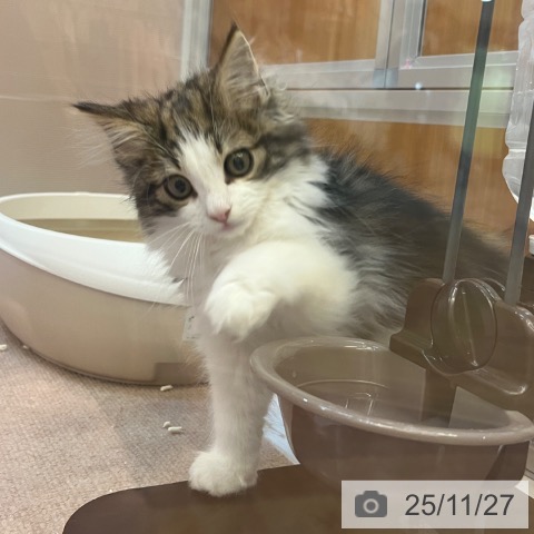 ノルウェージャンフォレストキャットの写真