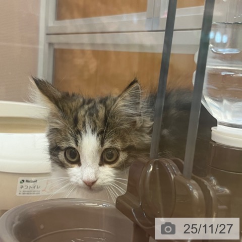 ノルウェージャンフォレストキャットの写真