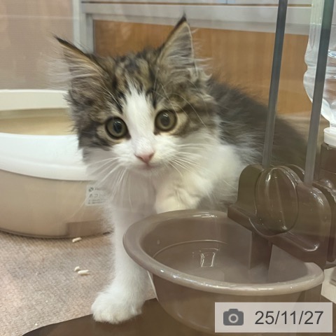 ノルウェージャンフォレストキャットの写真