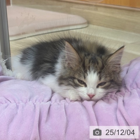 兵庫県のノルウェージャンフォレストキャット (ペットプラス 姫路大津店/2025年9月5日生まれ/男の子/ブラウンタビーホワイト)の子猫の4枚目の画像