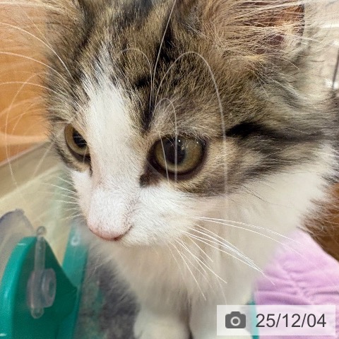 兵庫県のノルウェージャンフォレストキャット (ペットプラス 姫路大津店/2025年9月5日生まれ/男の子/ブラウンタビーホワイト)の子猫の3枚目の画像