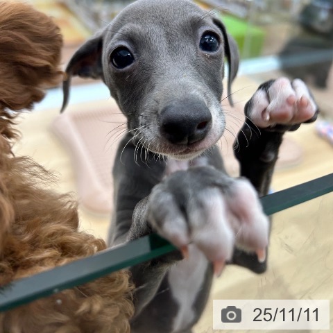 イタリアン・グレーハウンドの写真