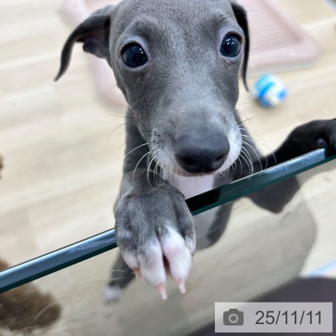 イタリアン・グレーハウンドの写真