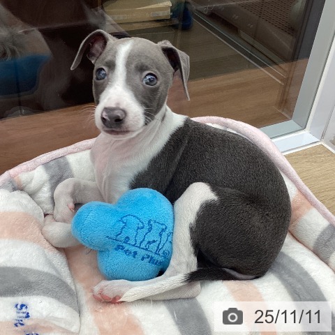 イタリアン・グレーハウンドの写真