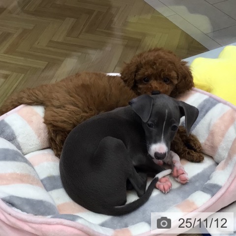 トイ・プードルの写真