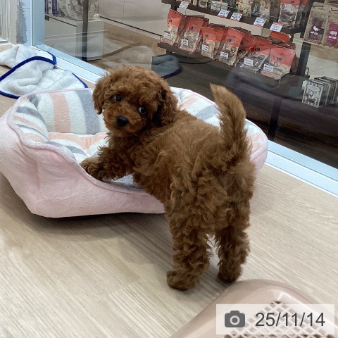 トイ・プードルの写真