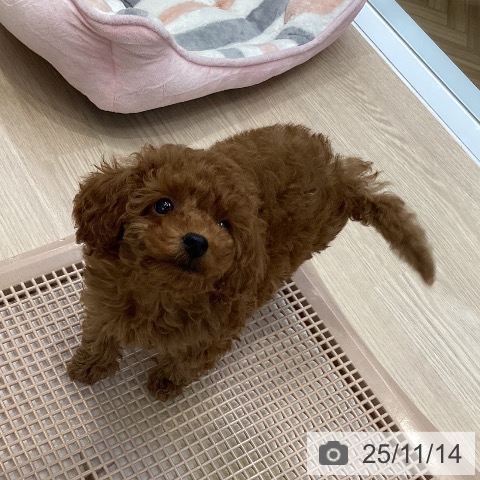 トイ・プードルの写真