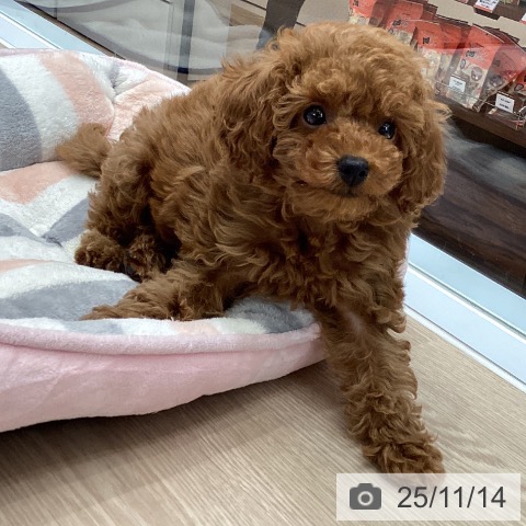 トイ・プードルの写真