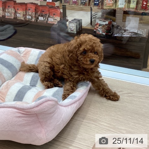 トイ・プードルの写真