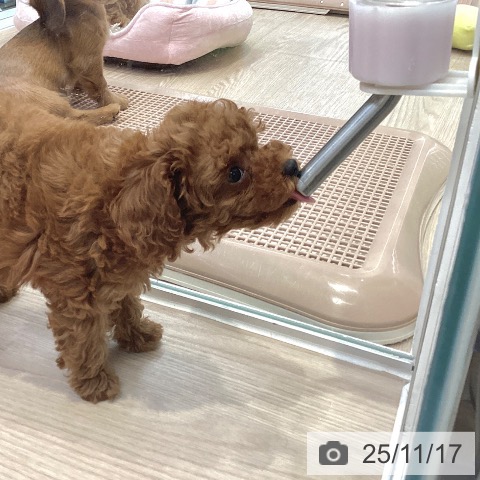 大阪府のトイプードル(トイ) (ペットプラス 堺北花田店/2025年9月7日生まれ/女の子/レッドフォーン)の子犬の3枚目の画像